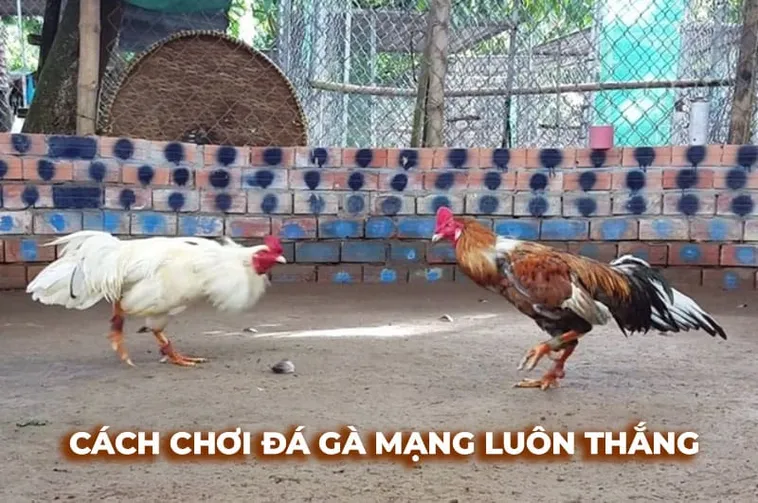 Cách Chơi Đá Gà Sabong Tại 92Lottery Trải Nghiệm Kịch Tính Đỉnh Cao